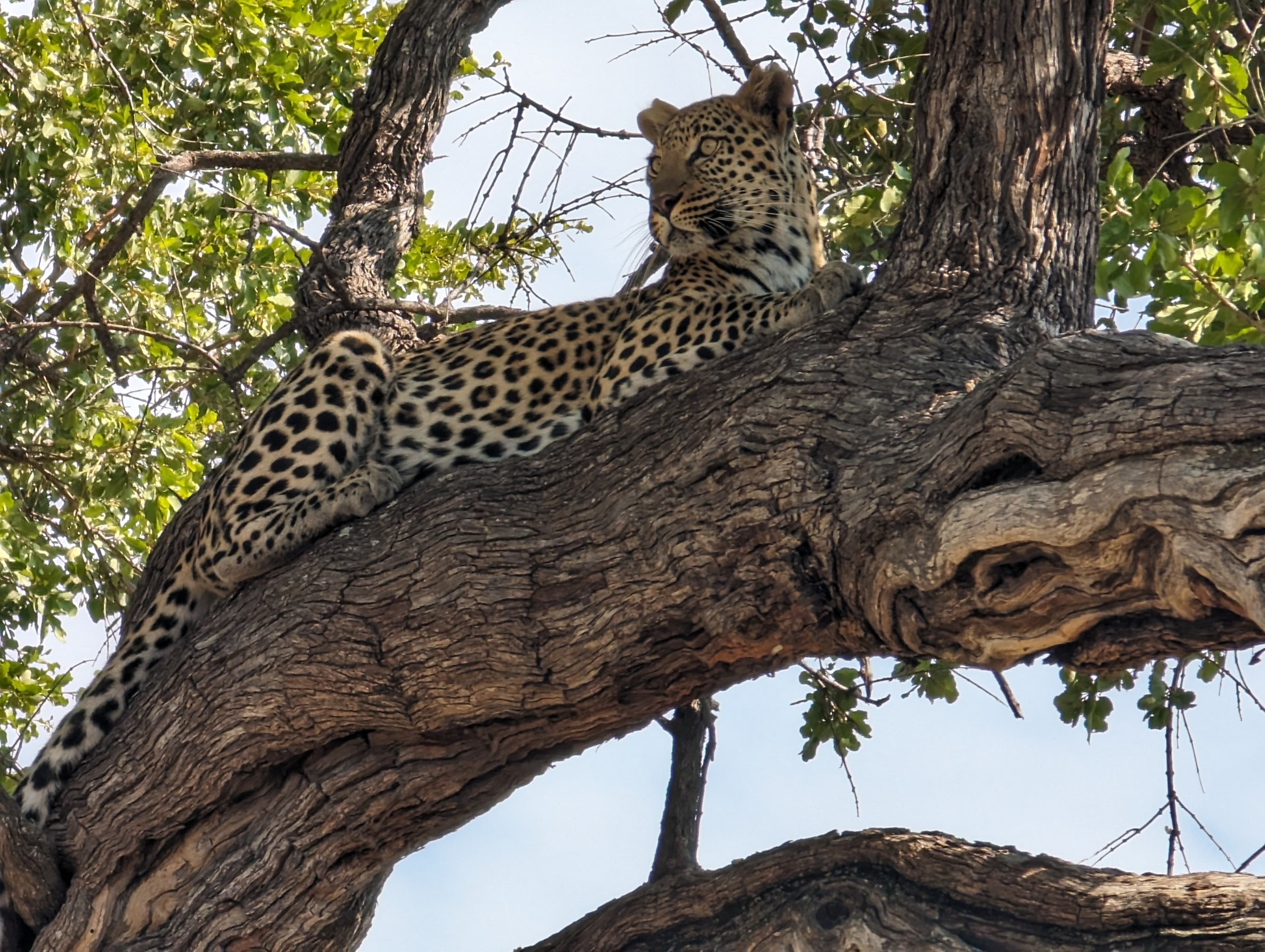 Leopard resting in the Botswana bush