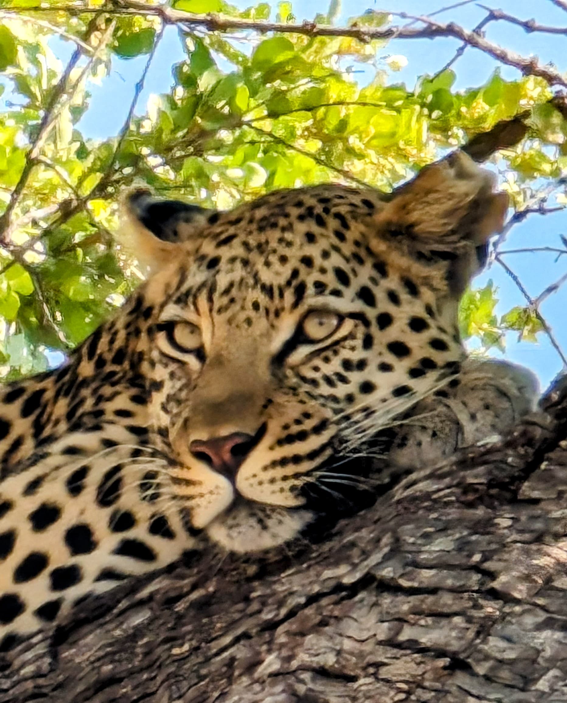 Leopard resting in a tree in Moremi Game Reserve