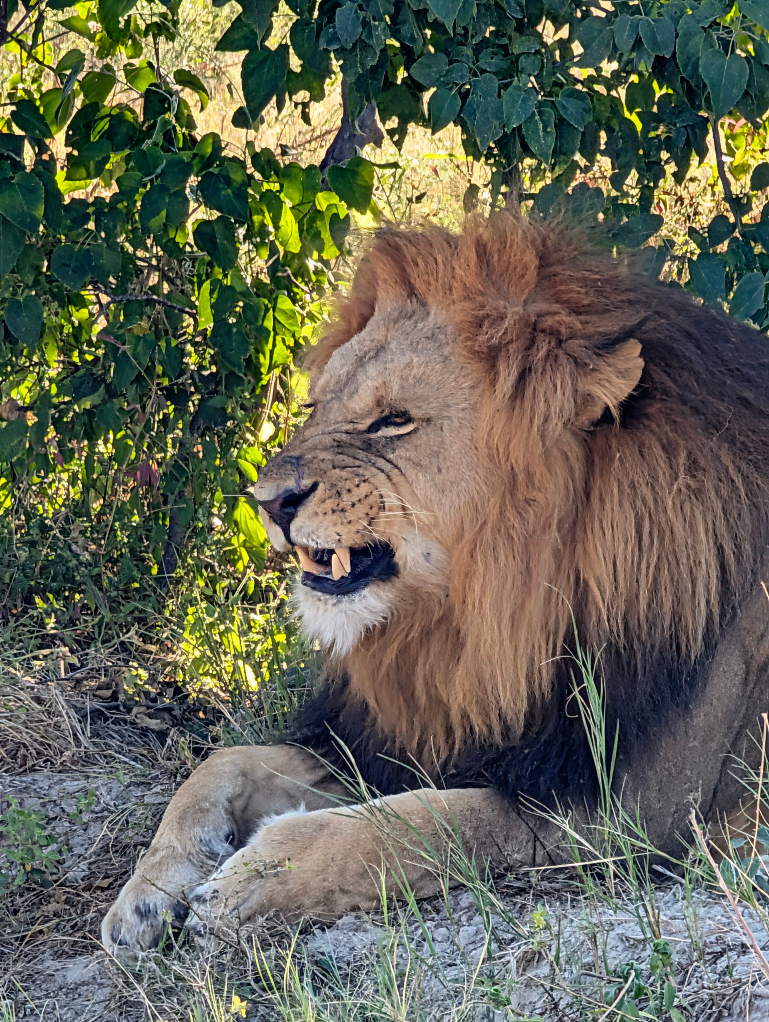 Two lions together at rest in the Savuti open savanna