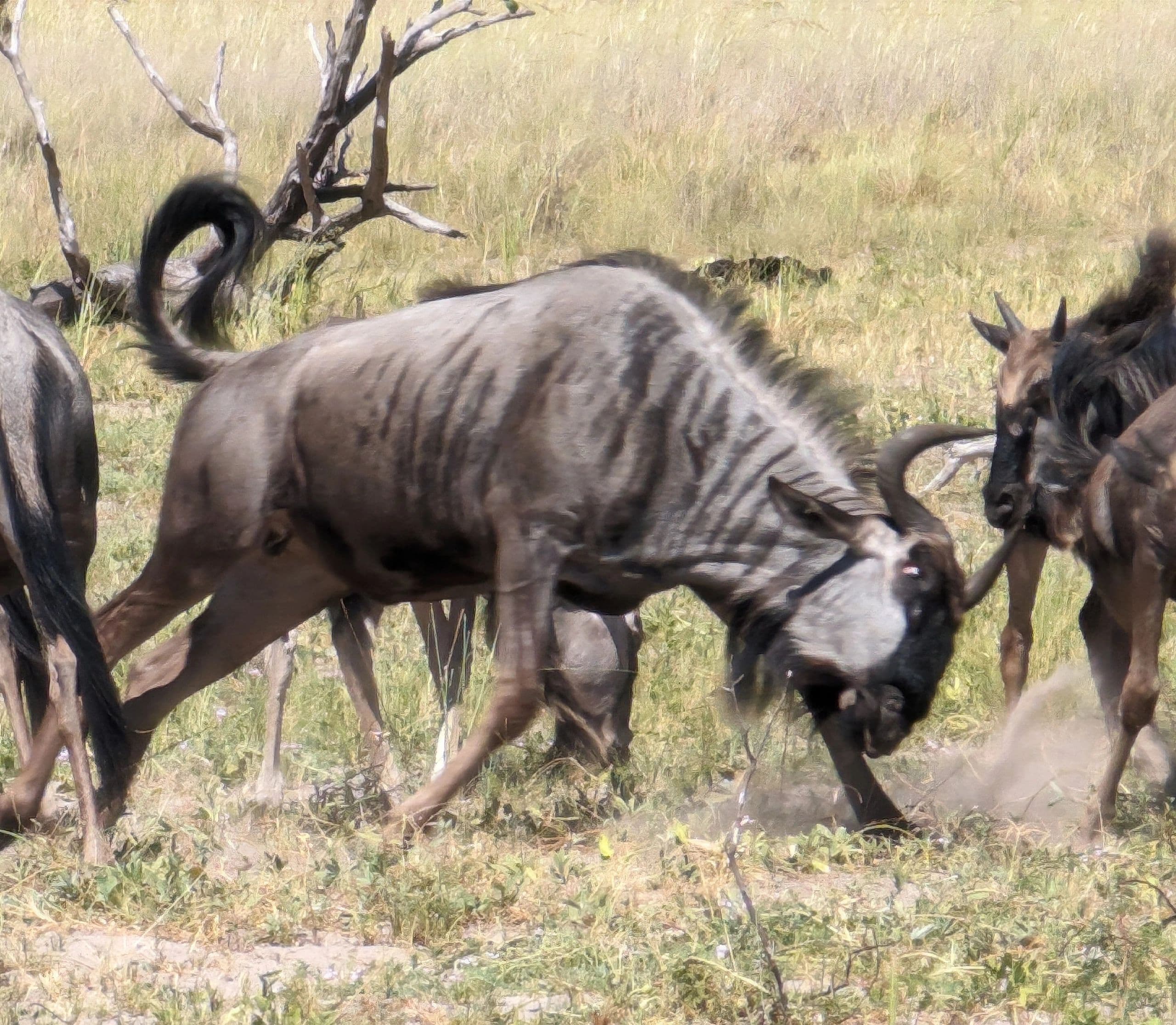 Wildebeest with locked horns in the Botswana bush