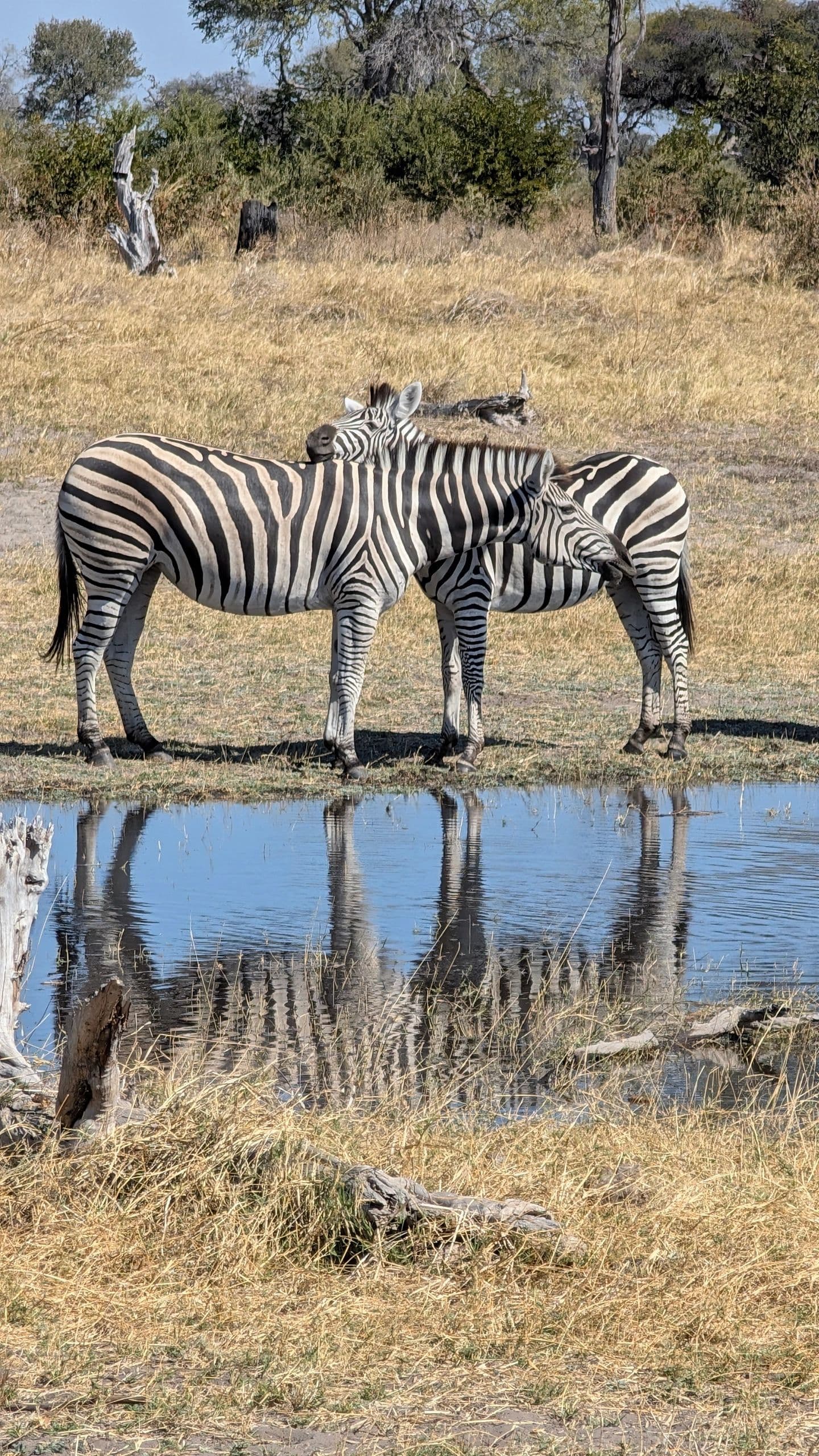 Zebras in Botswana's open plains