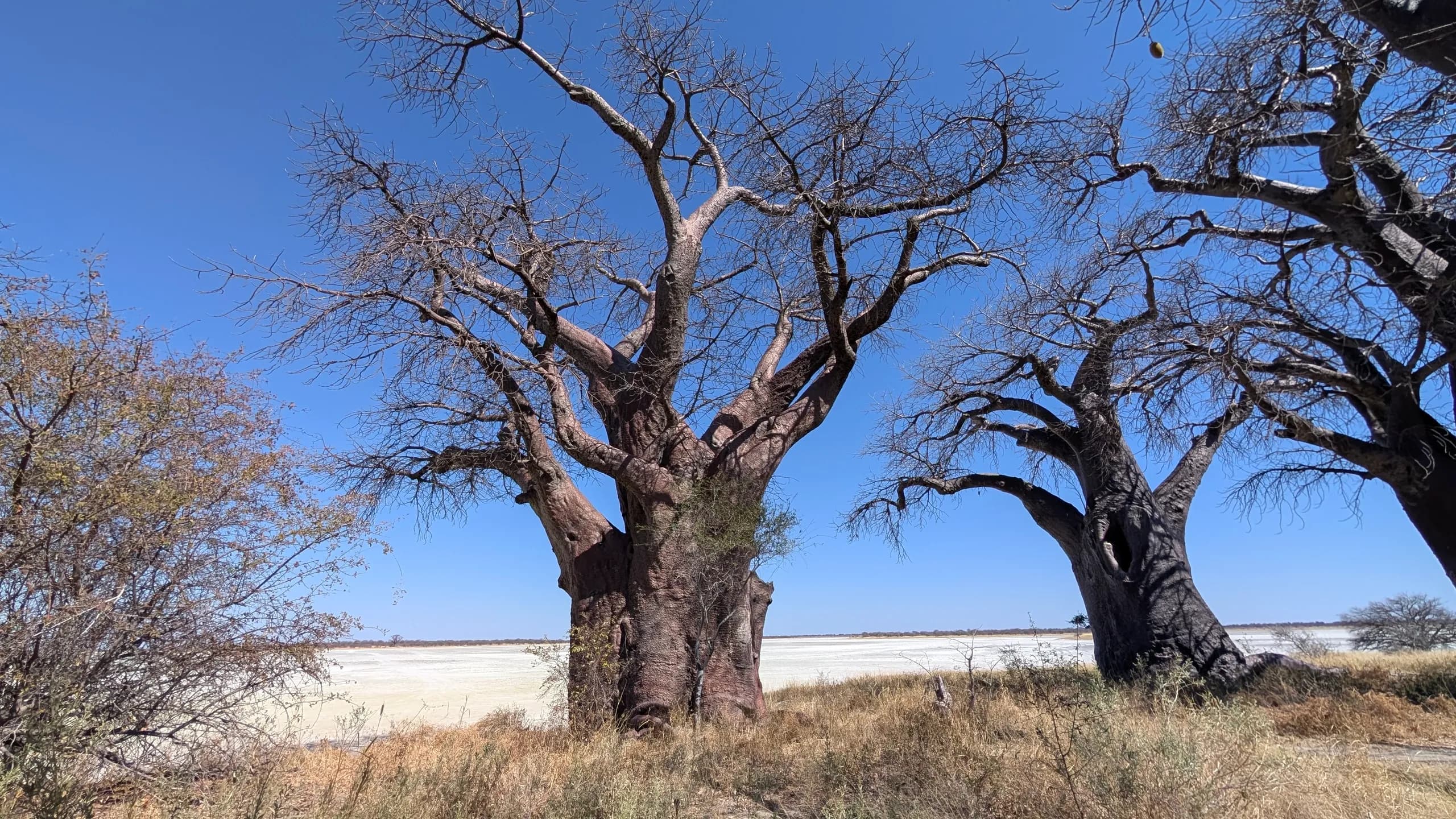 Wide open savanna skyline in Botswana