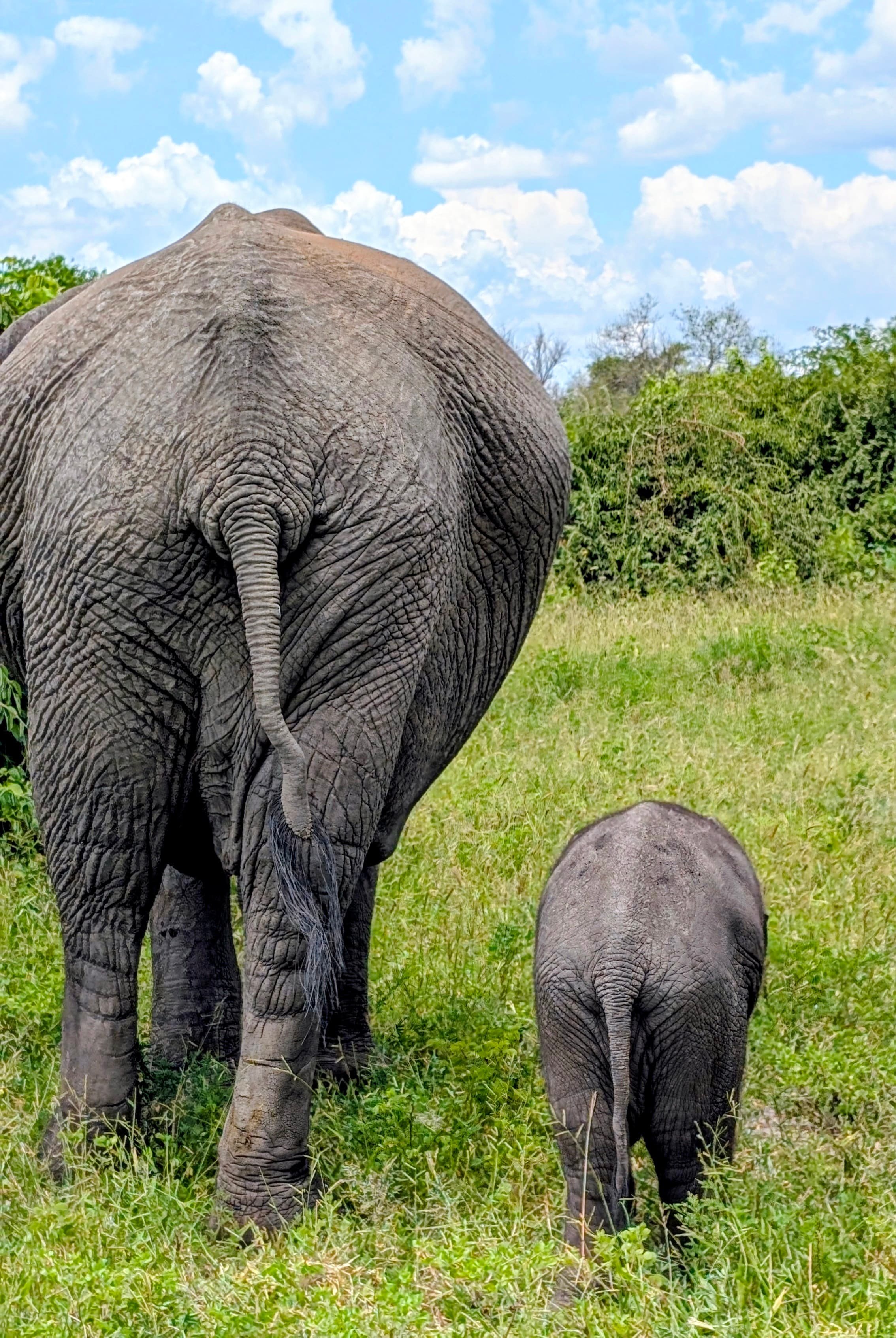 Safari scene in the Botswana wilderness