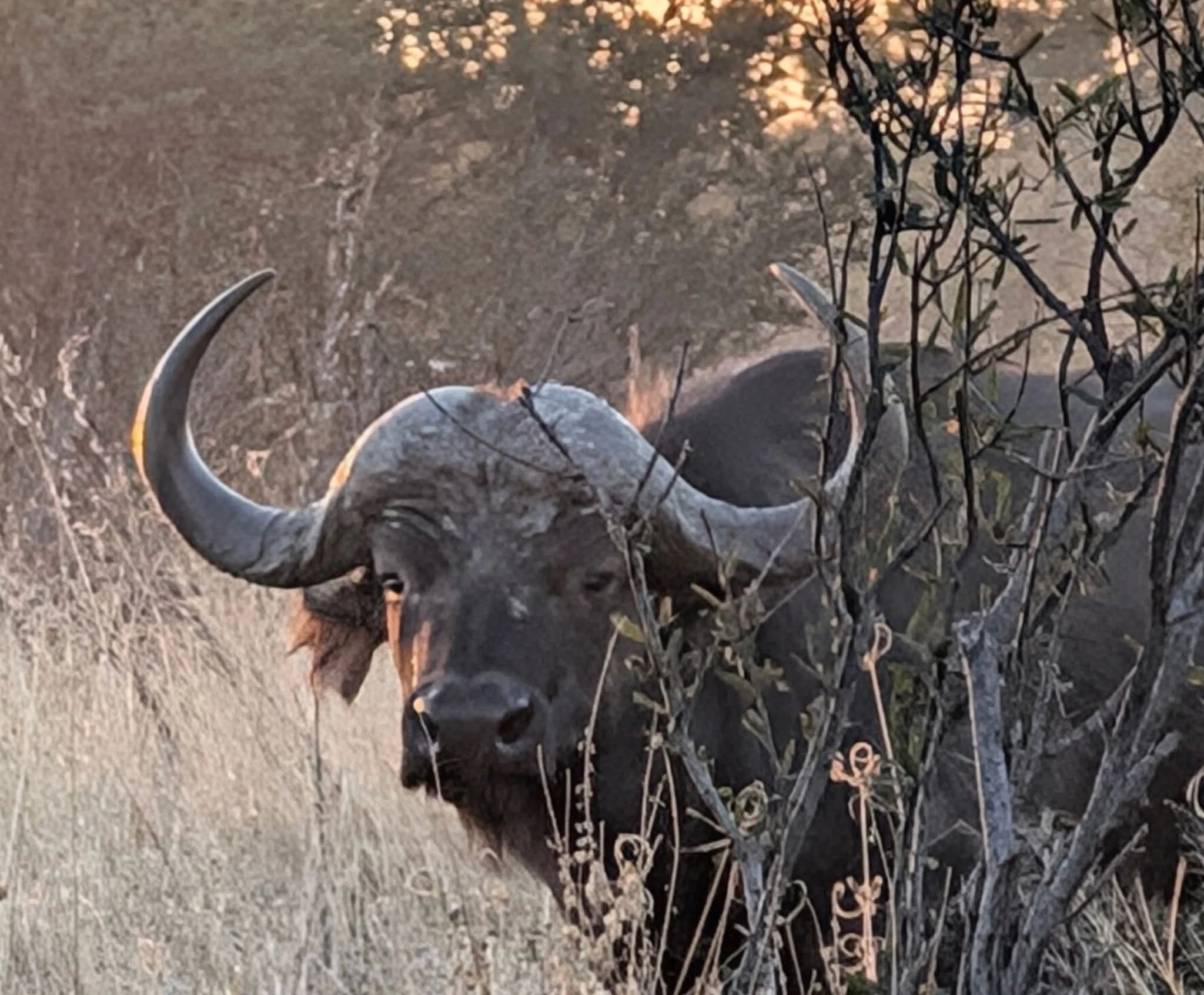 Close-up of a cape buffalo peering through the bush