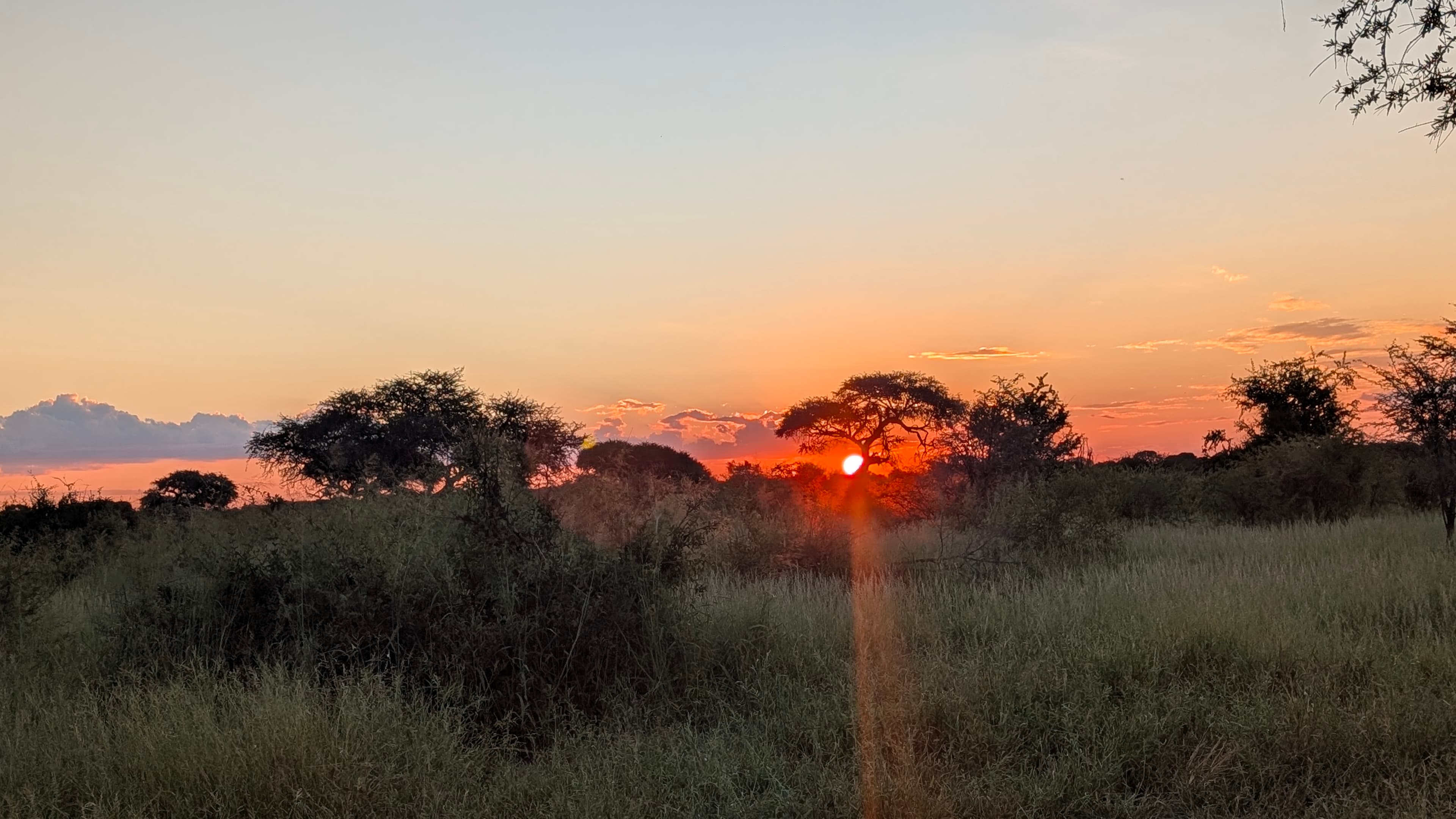 Safari scene in the Botswana wilderness