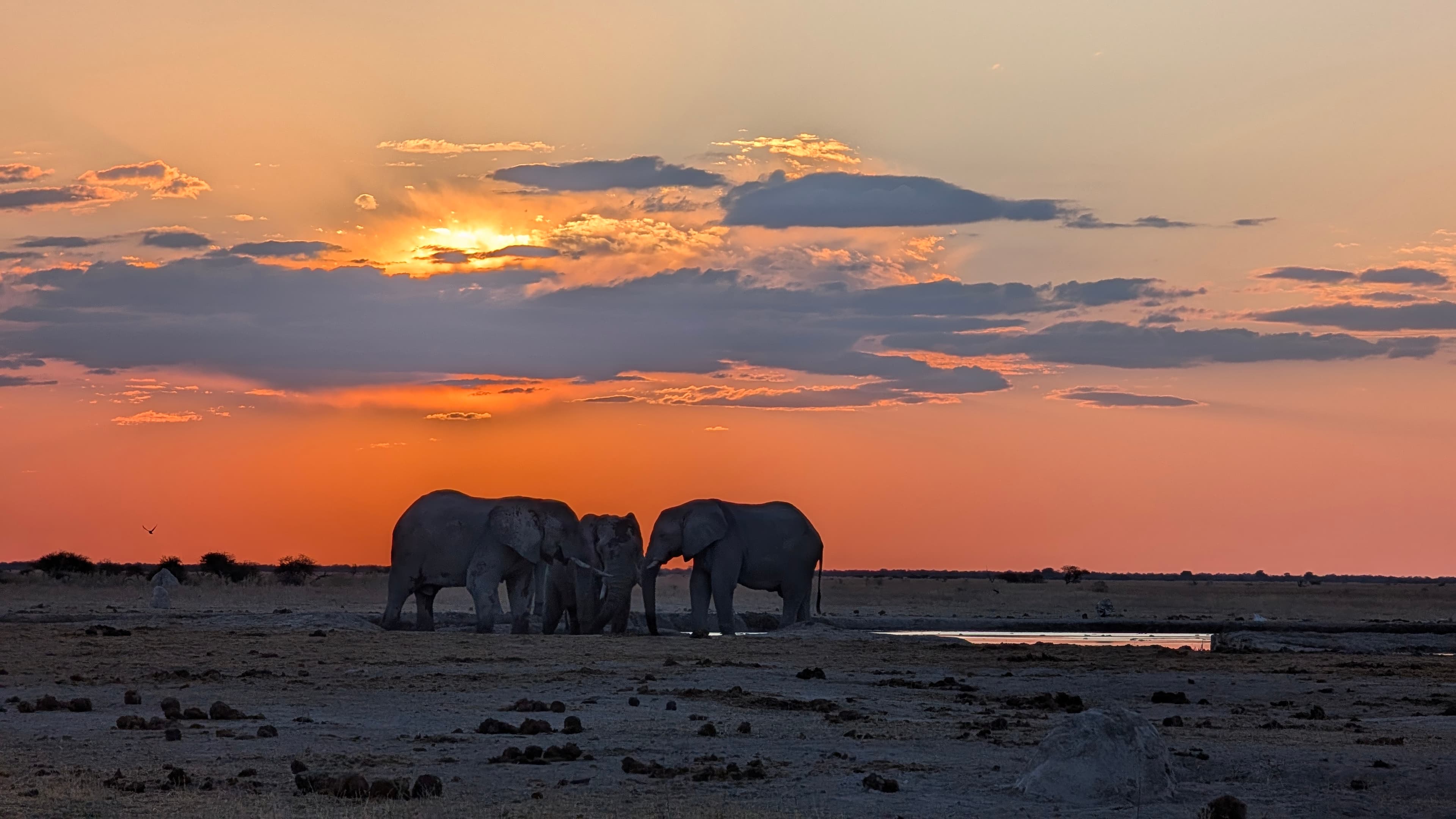 Two male lions resting in Savuti — prime predator territory