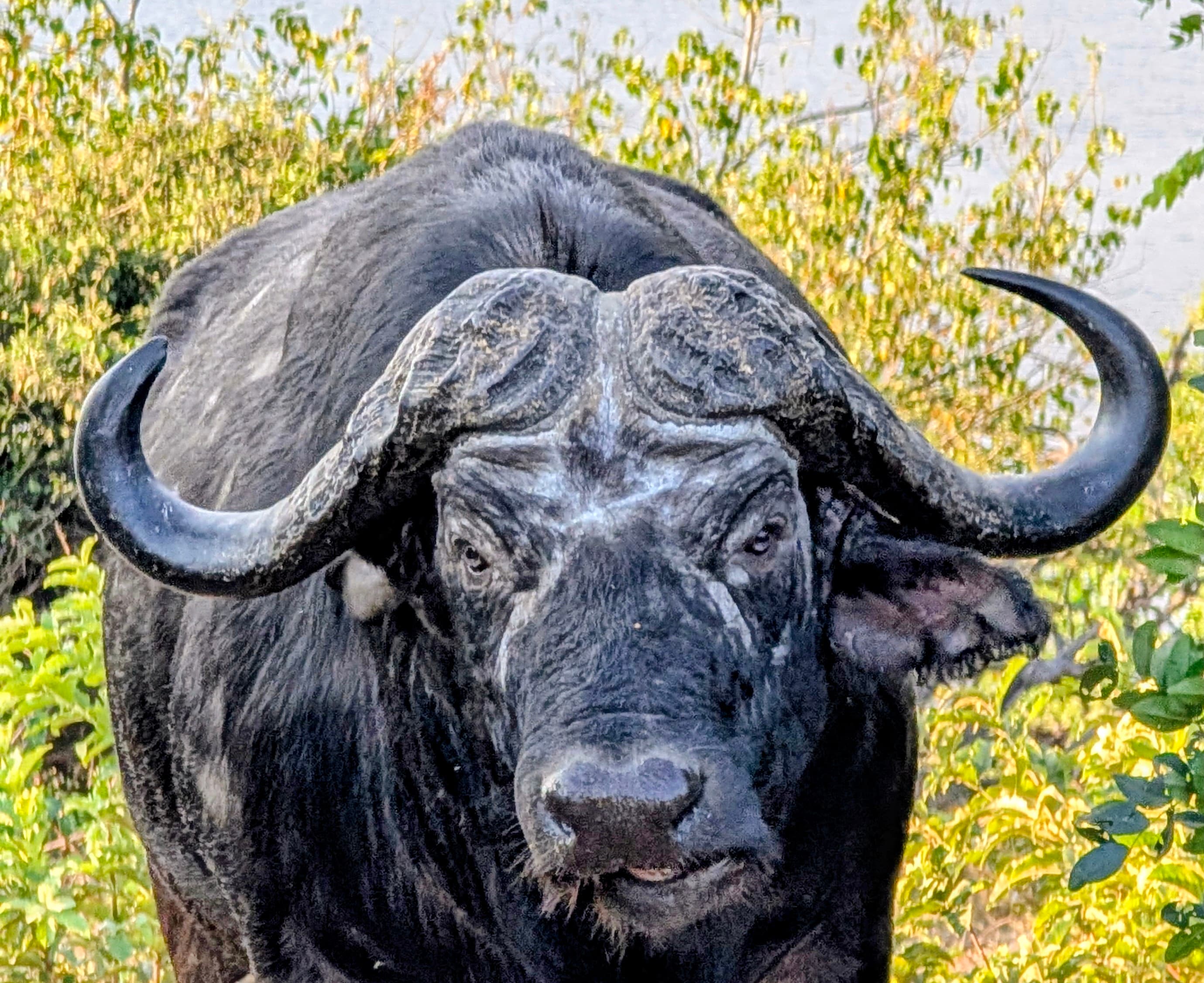 Cape buffalo face close-up — Savuti