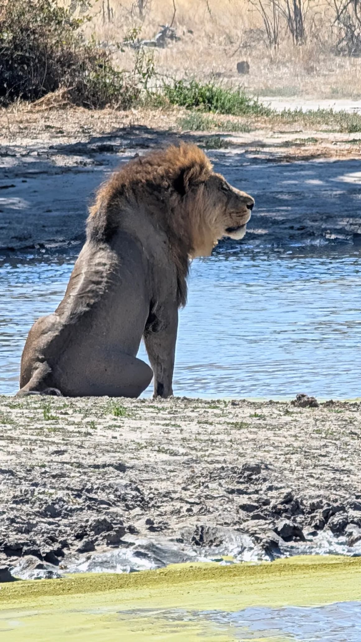 Lion resting calmly on the open savanna