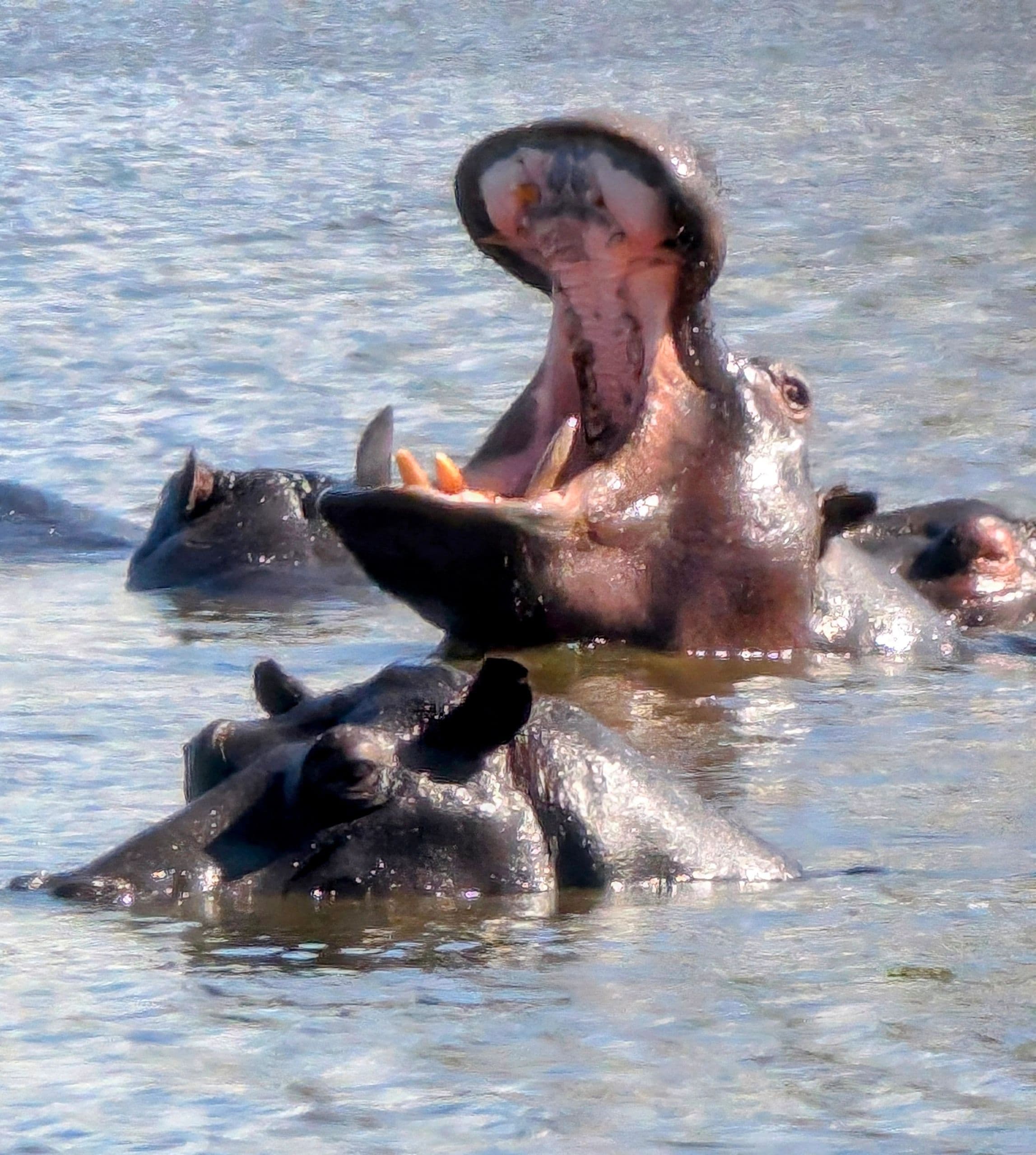 Hippopotamus yawning wide in the water