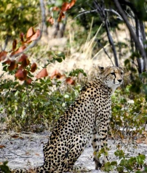 A cheetah sitting alert in the wild