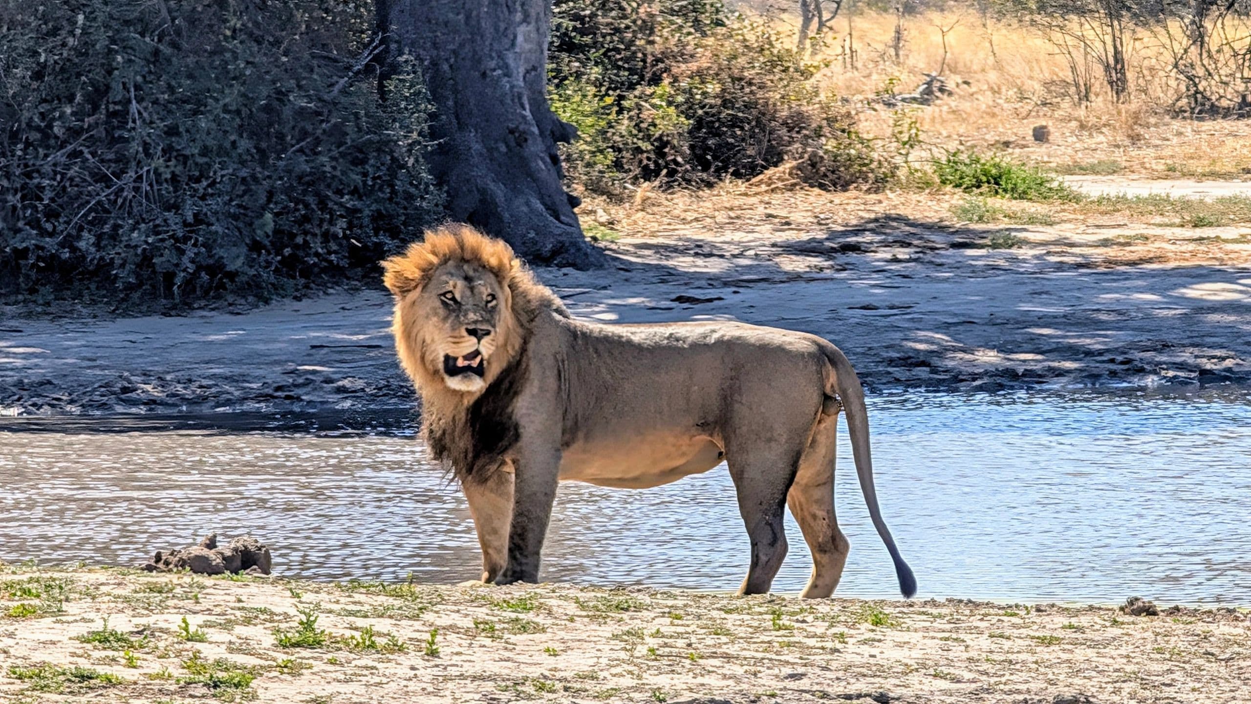 A lion standing near water in Botswana
