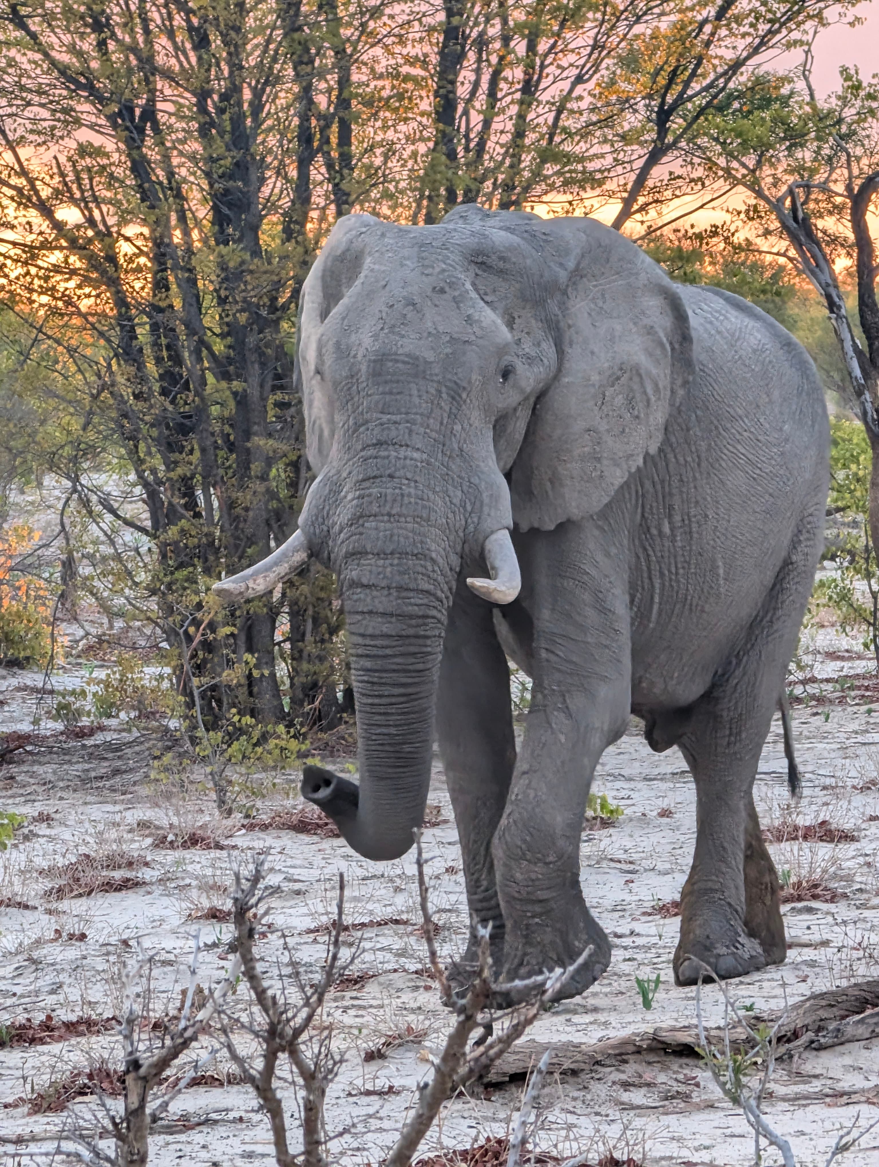 Large bull elephant in Savuti