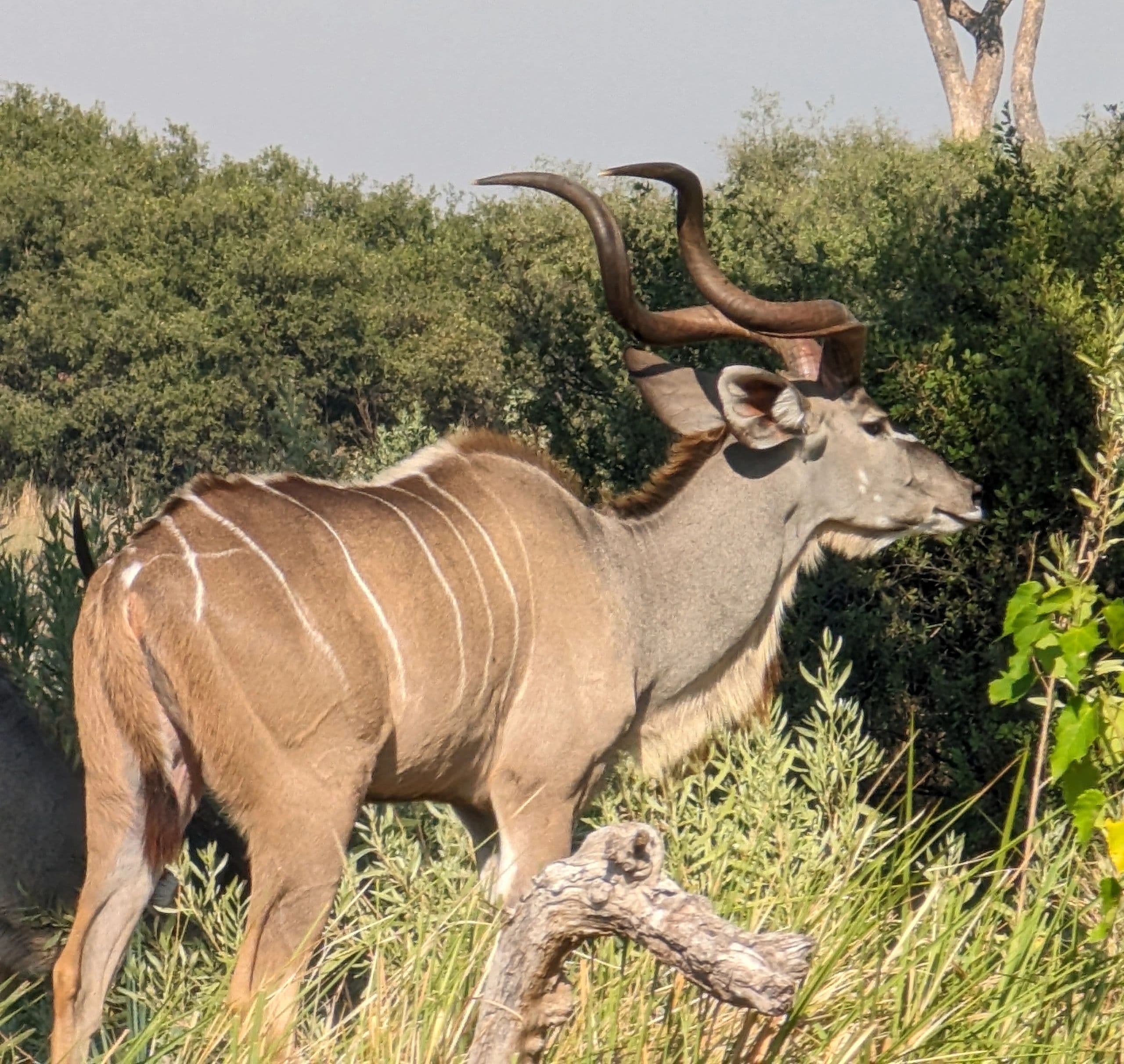 A kudu antelope in the Botswana bush