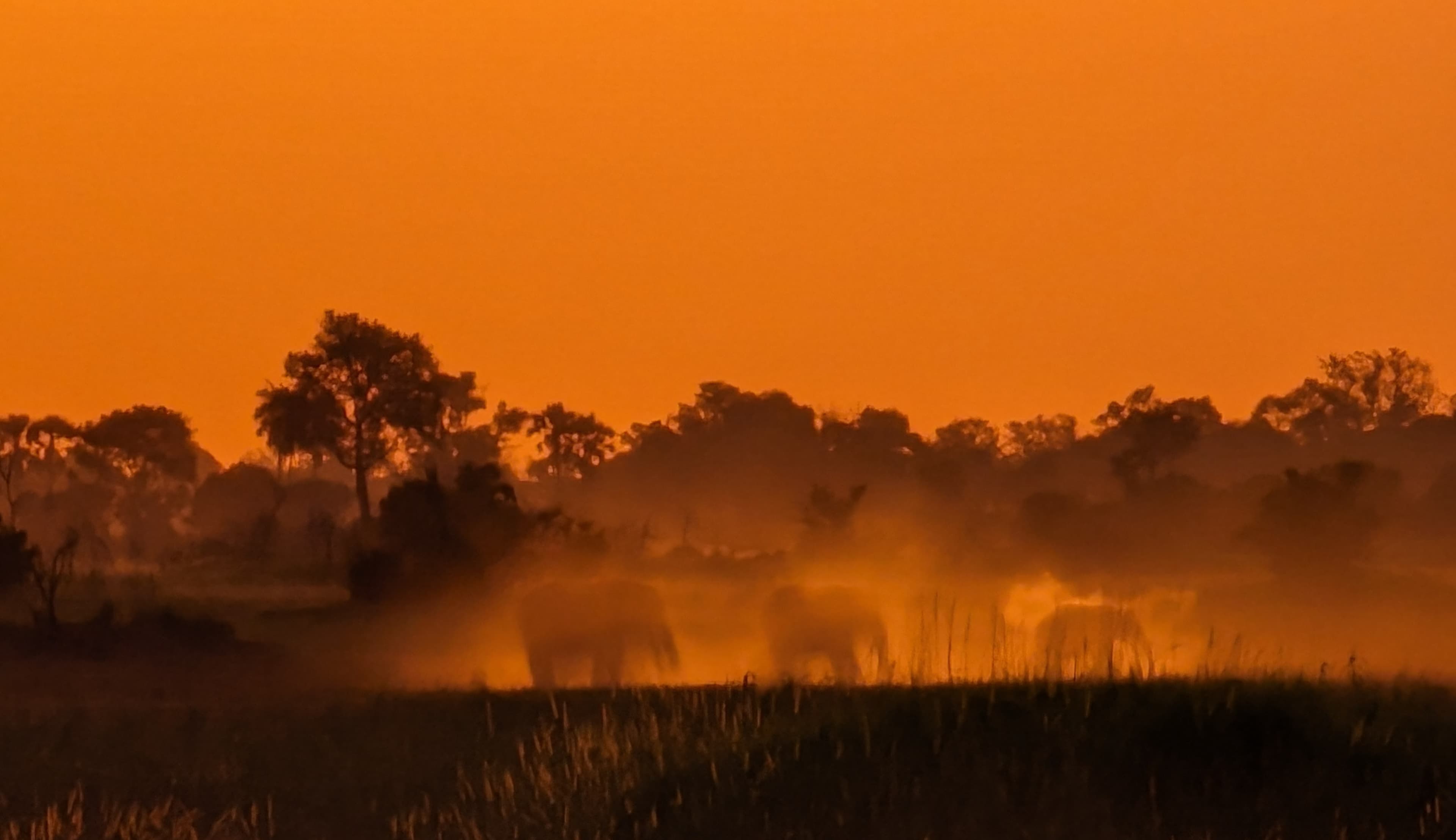 Impala in golden afternoon light near the pans