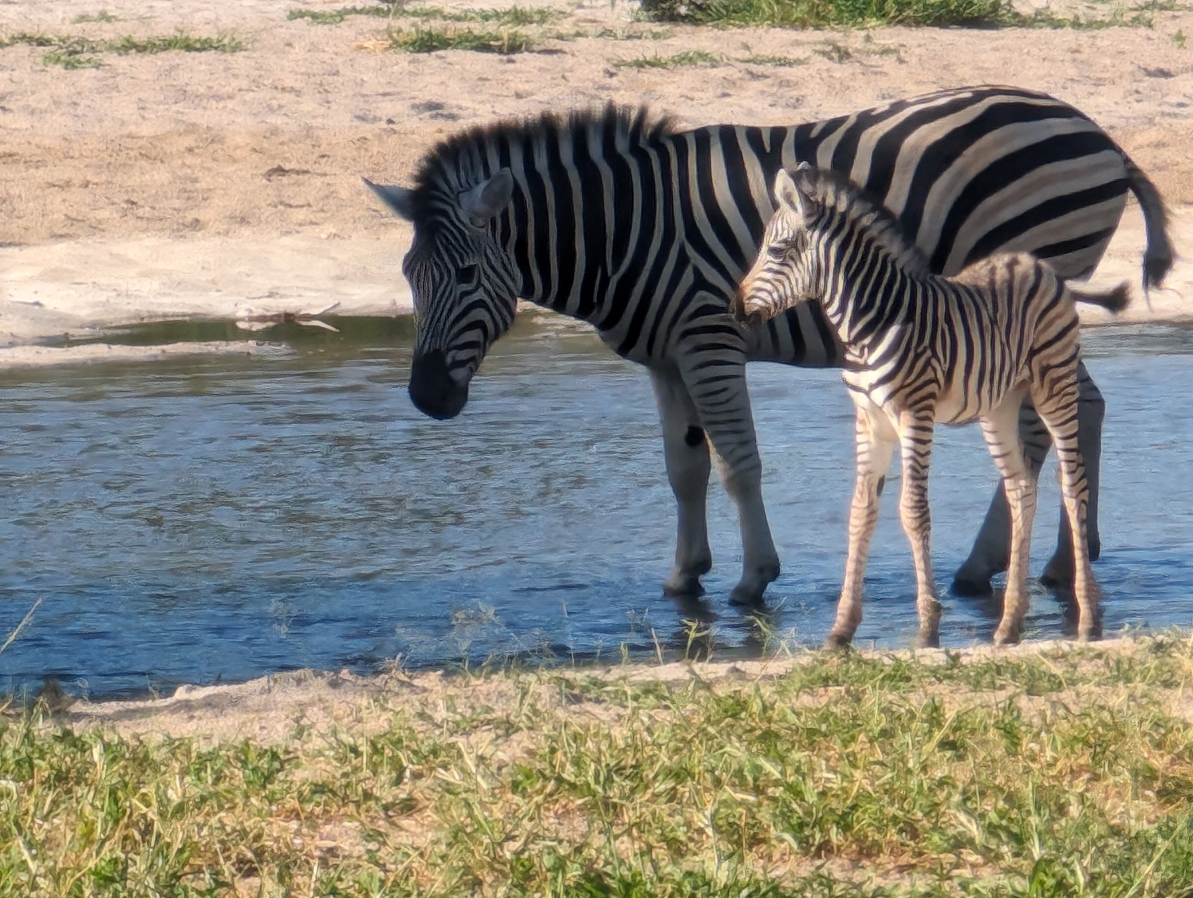 Sable antelope on the edge of the Makgadikgadi Pans