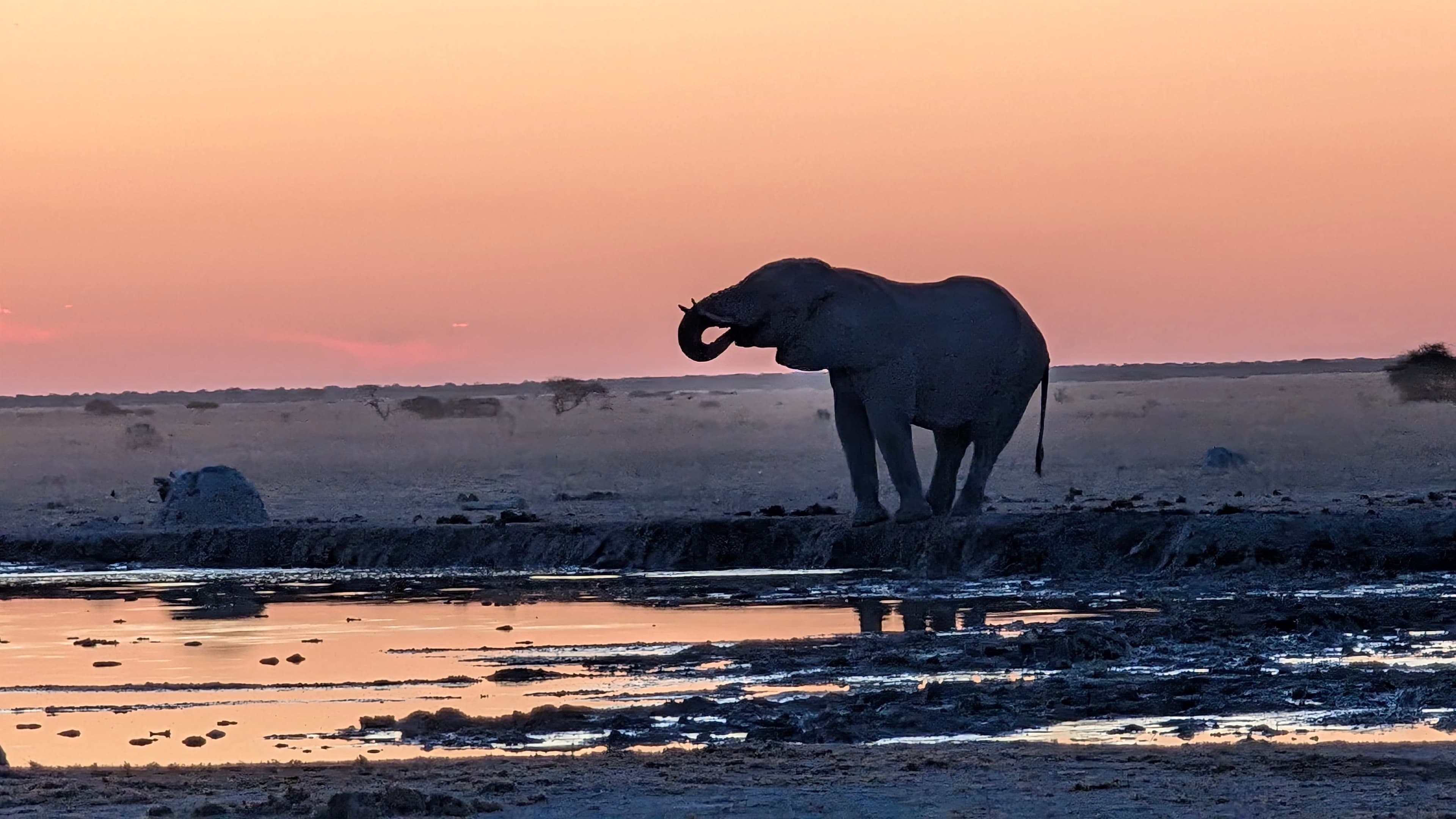 Elephants reflected in still water at a glowing Botswana sunset