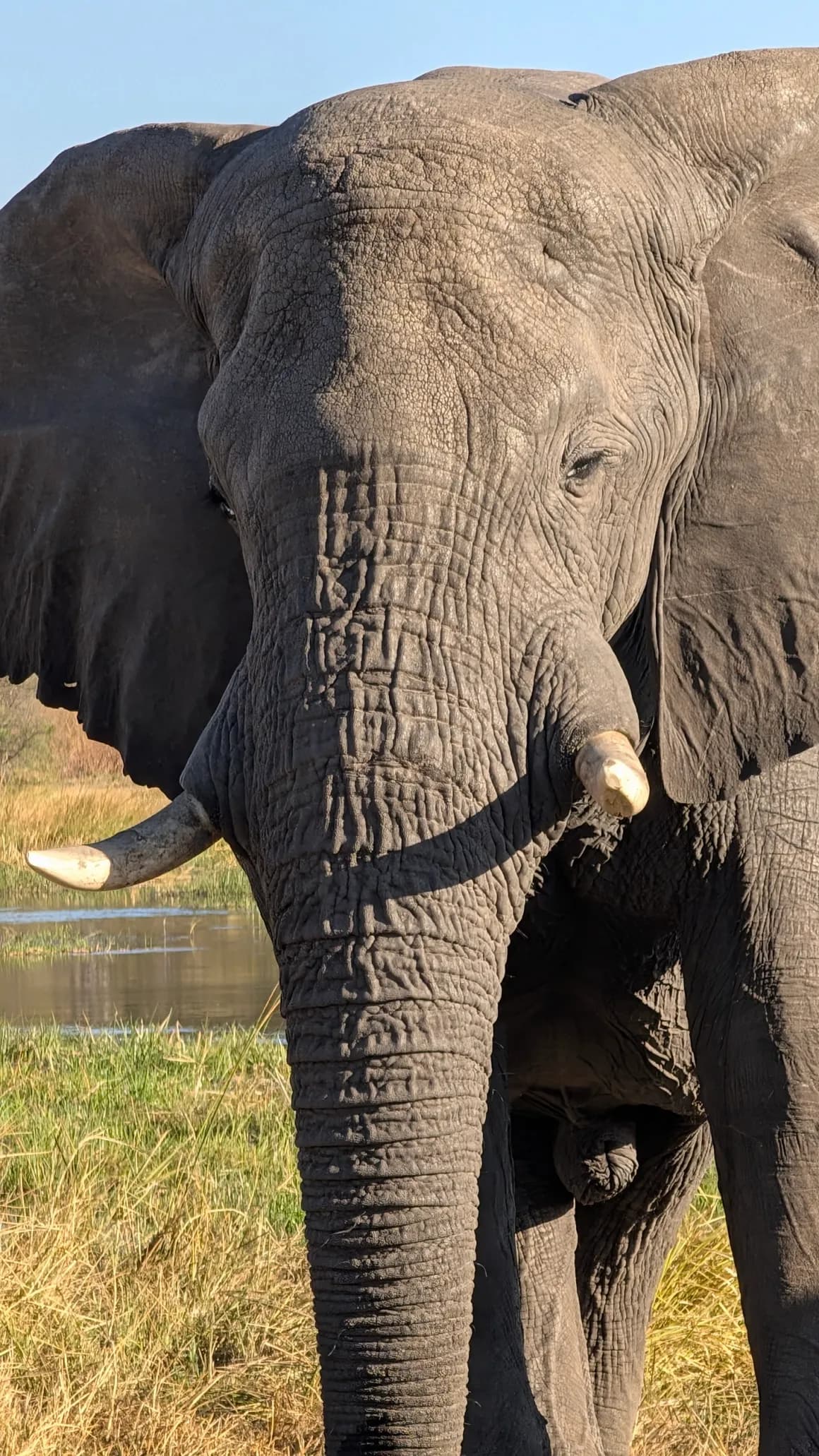 Close-up of an elephant in the Botswana bush