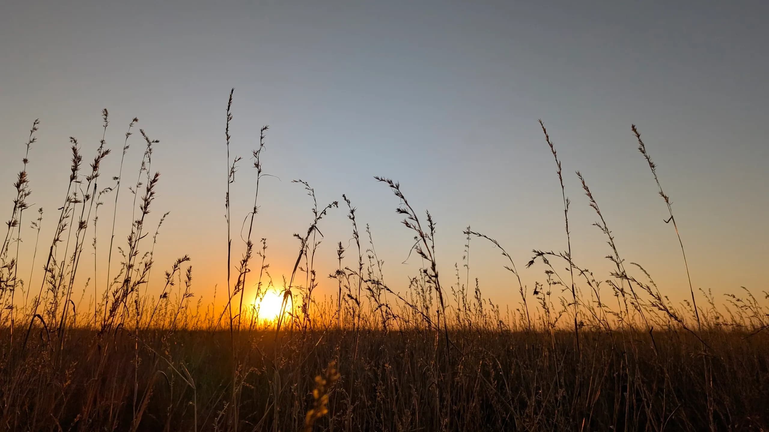 Golden sunset over the Botswana savanna