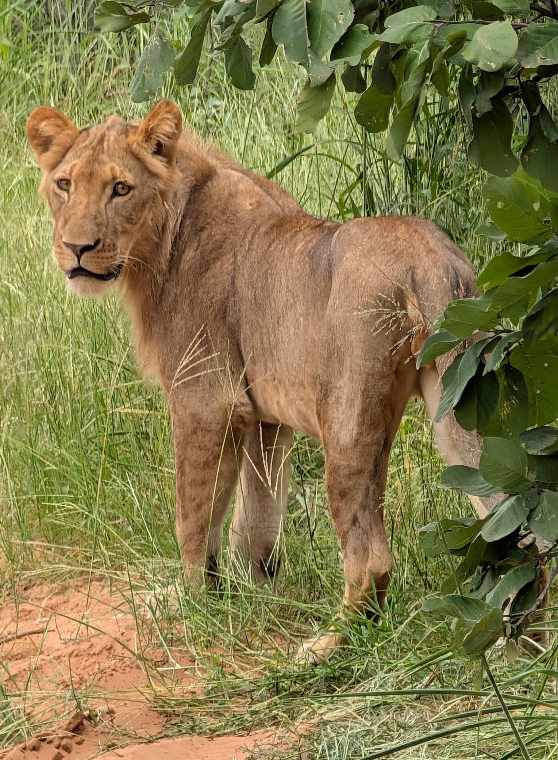 Lion cub in the Savuti grasslands
