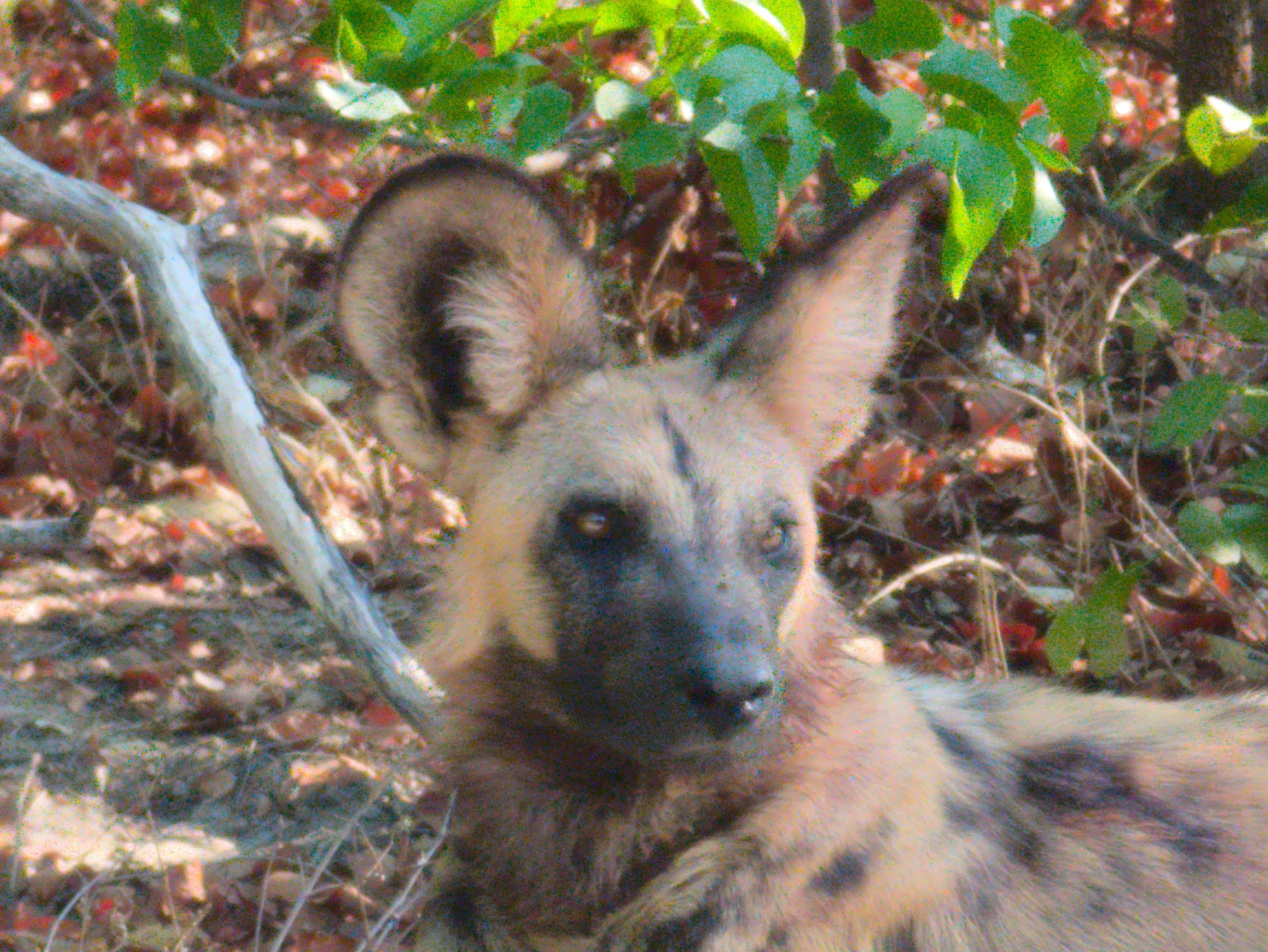 African wild dog in the Khwai Community Concession