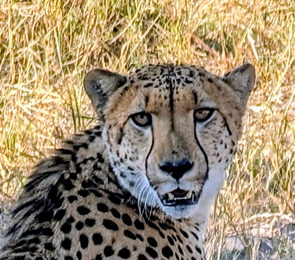 Cheetah portrait on the open plains of Botswana