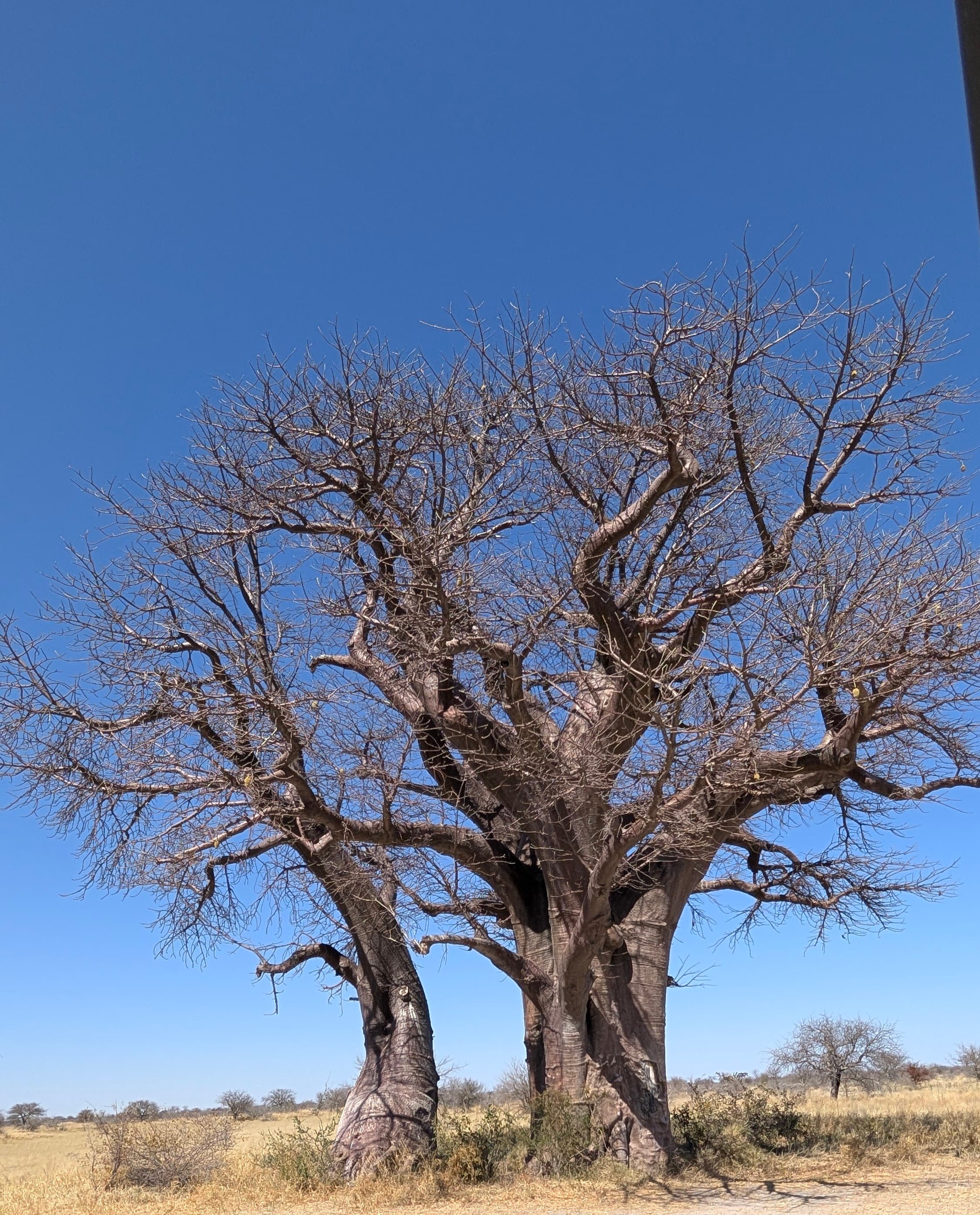 Ancient baobab tree at golden hour in the Makgadikgadi Pans