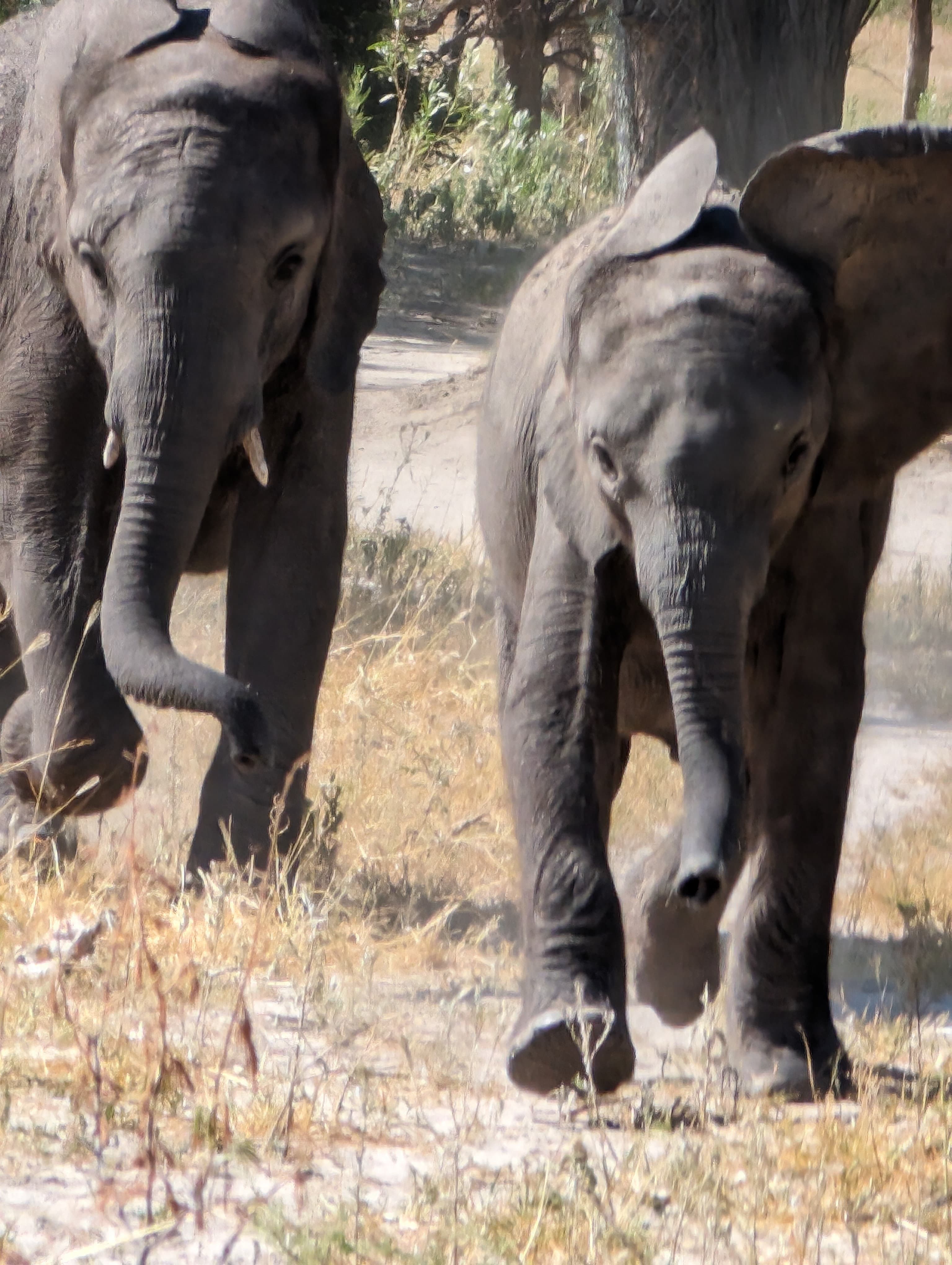 Elephant close-up in Chobe National Park