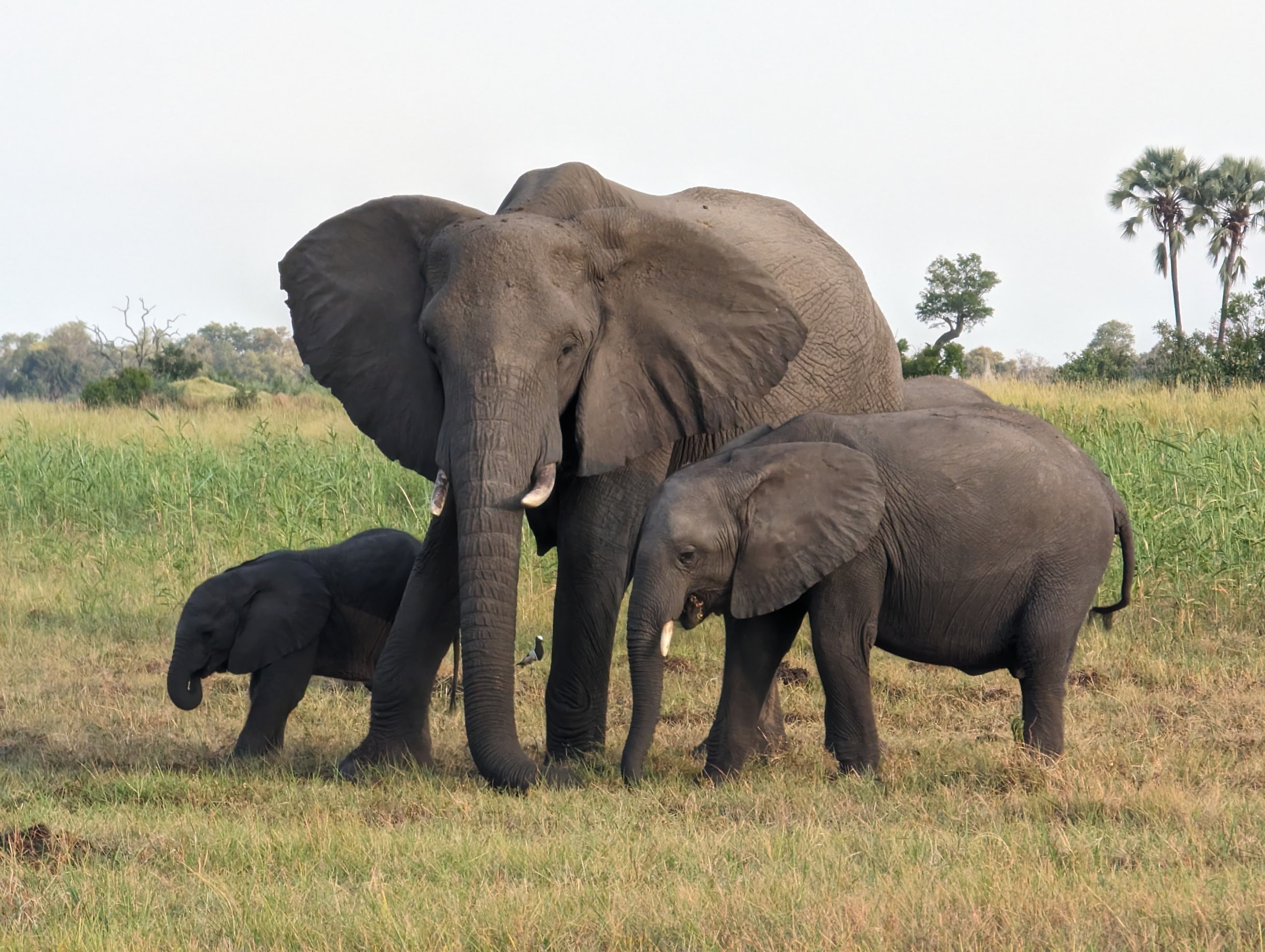 Elephant herd in Moremi Game Reserve