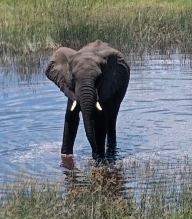 Hippo with mouth wide open in the Chobe River
