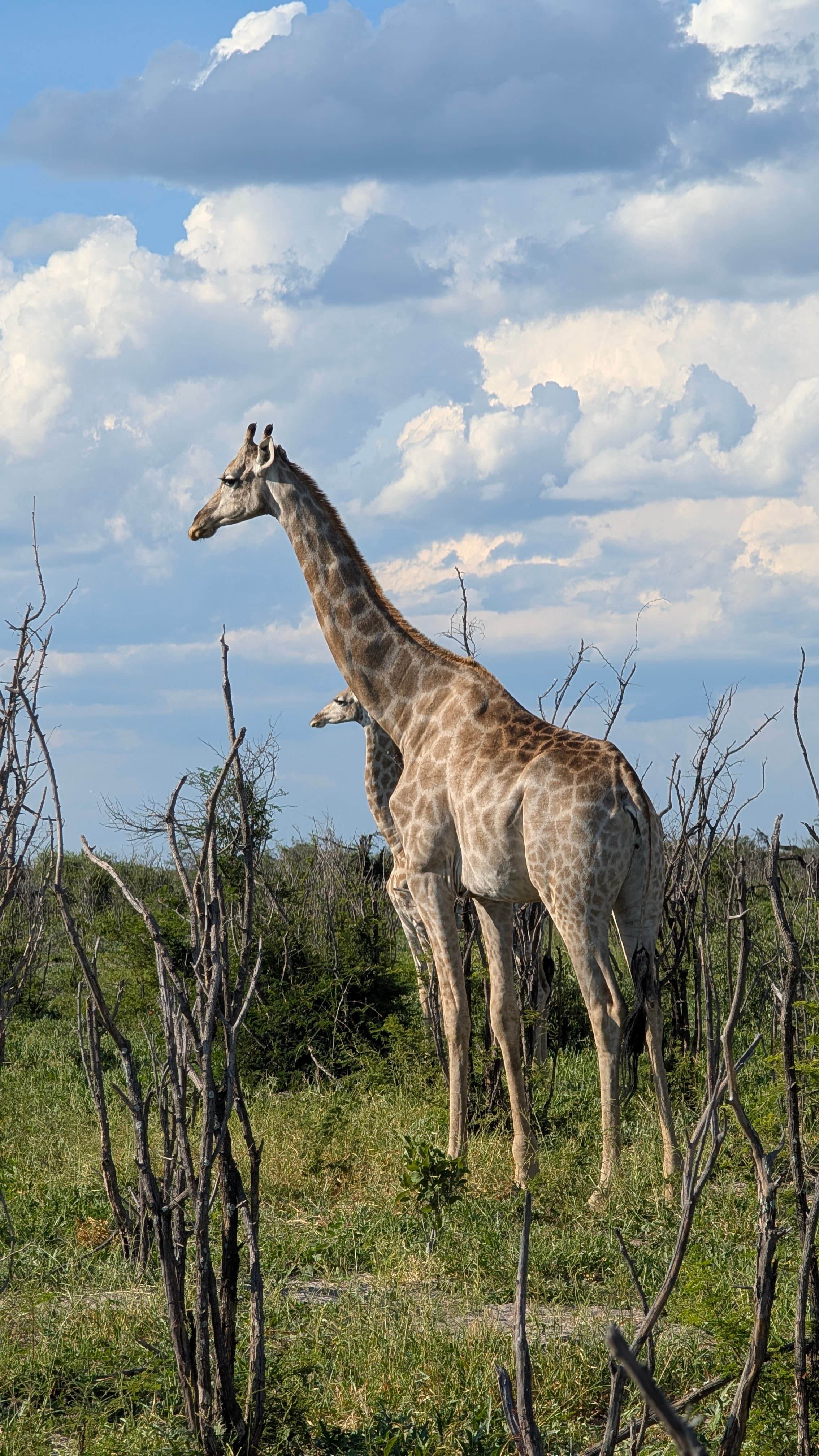 Giraffe grazing against the Chobe skyline