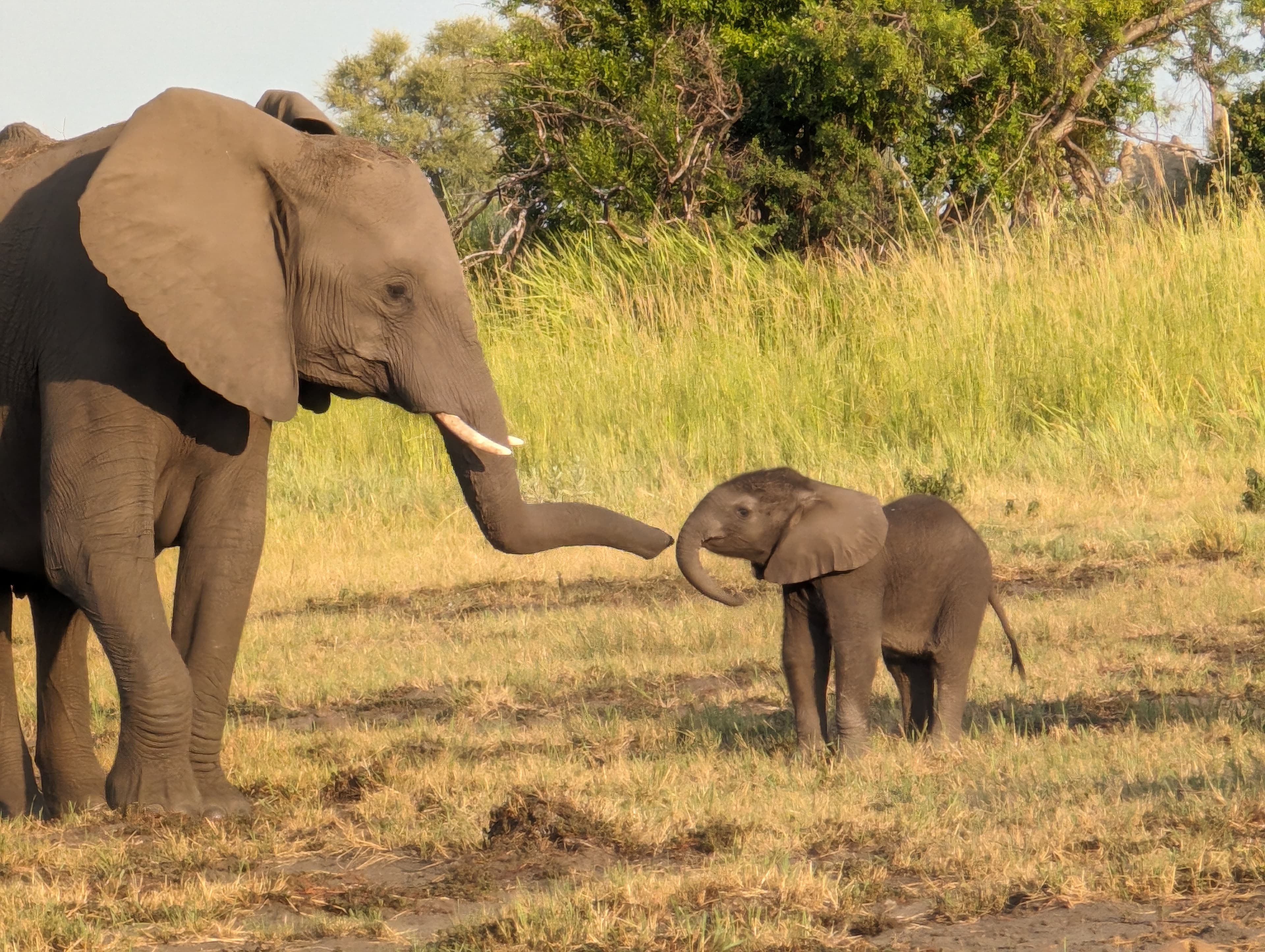 Elephant family in the Okavango Delta