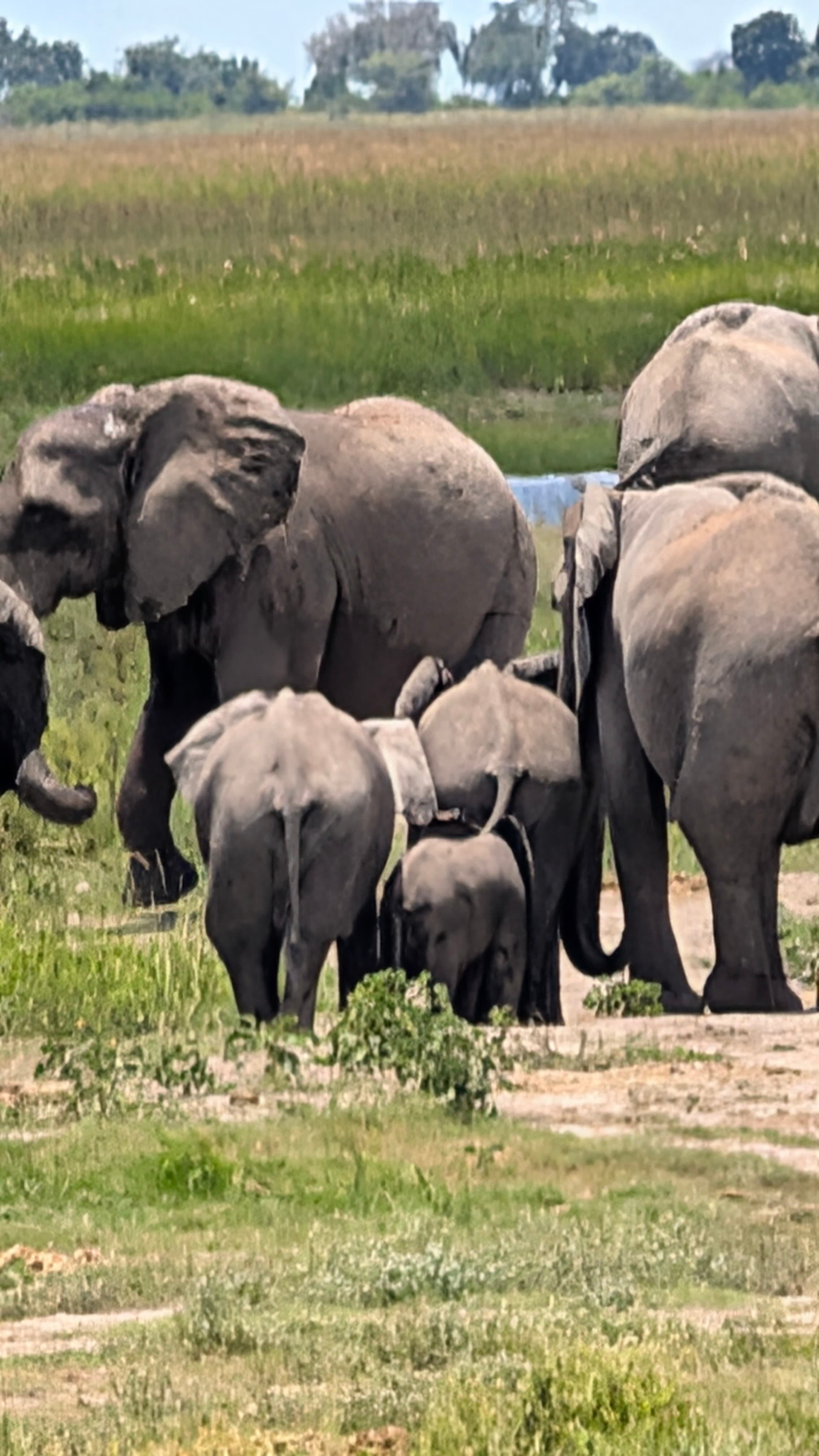 Elephant family group at the Chobe River, Botswana